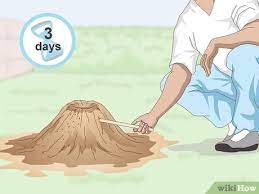 Depending on the species, they like to nest in sandy and dry soil, moist or decaying wood, and patchy, struggling lawns. 4 Easy Ways To Get Rid Of An Ant Hill Wikihow