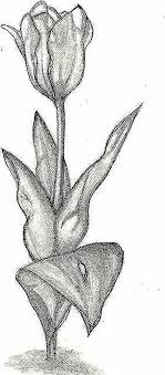 Tutorial mewarnai rambut dengan pensil warna untuk pemula, nggak pake rumit banyak warna. Tutorial Gambar Bunga Tulip Sketsa Gambar Bunga Tulip Nan Unik Resep Untuk Dicoba Bunga Muat Turun Bermacam Contoh Gambar Mew Tulip Drawing Tulips Sketches