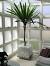 Plantas De Interior Fotos Y Nombres