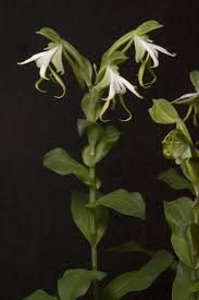 Image result for Bonatea antennifera