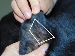 Image result for abscess dog's ear flap