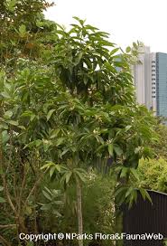 Magnolia × alba, also known as the white champaca, white sandalwood, or white jade orchid tree, is a flowering plant of hybrid origin that is commonly cultivated in southeast asia and tropical regions of east asia. Magnolia Dc Figlar Alba