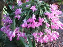 Here's expert tips on caring for a christmas cactus. Help For Gardeners Tips For Caring For Christmas Cactus Paperwhites And Other Winter Plants The Morning Call