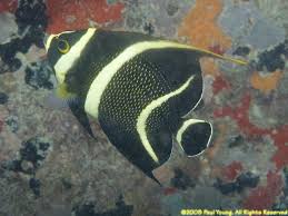 They get along with most other fish but not with other angels. St Croix Angelfish