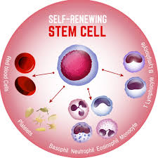 Stem Cell Therapy for Joints - TRSSI | Stem Cell Therapy | PRP & Epidural  Injections | Dr. Naveed Natanzi
