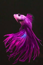 What Is Your Soulfish Siamese Fighting Fish Beautiful Fish Betta Fish