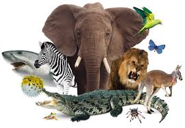 Image result for animal kingdom