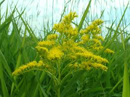 Image result for Solidago
