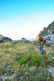 Image result for Protea enervis