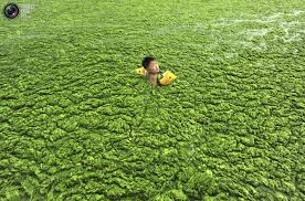 Image result for swimming in China