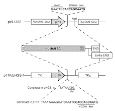 60 others named john mccune are on linkedin. Production Of Human Secretory Component With Dimeric Iga Binding Capacity Using Viral Expression Systems Journal Of Biological Chemistry