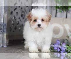 Browse the largest, most trusted source of havapoo puppies for sale. View Ad Havanese Puppy For Sale Near Ohio Mount Vernon Usa Adn 201095