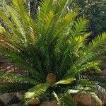 Image result for Encephalartos lebomboensis