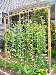 All you need for this pea trellis idea is a spool of garden twine and 4 pieces of bamboo. Our Snap Pea Trellis 7 Ft Garden Trellis Diy Garden Trellis Vegetable Garden Design