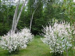 Dappled Willow Salix Integra Hakuro Nishiki Also Known As Variegated Willow Is A Small Shrub That Produces Le Dappled Willow Small Shrubs Garden Maintenance