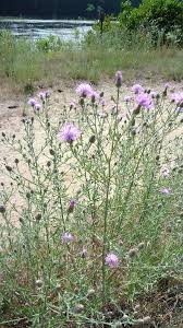 Image result for Stoebe