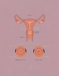 The cervix: An owner's manual | The Fornix | Flex