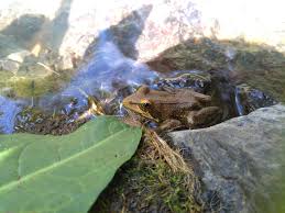 Image result for Oliverella rubroviridis