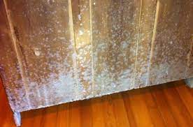 White mold can affect sunflowers. How To Get Rid Of White Mold On Wood Plants Basement