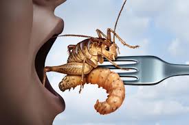 Image result for eating insects