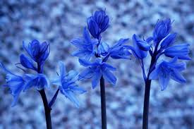 Same day easter flowers flowers deliverd in stanley from the flower box by lucia lee. Wallpaper Uk Flowers Blue England Three Petals Spring Bokeh Britain Yorkshire Trio Springflowers Westyorkshire Springtime Blueflowers 5456x3632 935019 Hd Wallpapers Wallhere