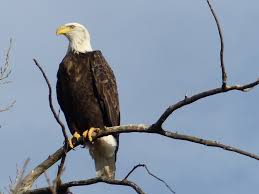 Bald eagles are not born with their distinctive brown and white look. Bald Eagles At Quivira Quivira U S Fish And Wildlife Service