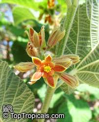 Image result for Grewia herbacea