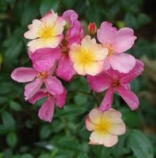 Hybrid Musk Rose Rosa Plaisanterie Belgium 1996 Musk Rose Flowers Rose