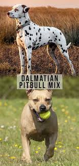 This will probably be a very sweet and even tempered dog. Dalmatian Pitbull Mix Is The Pitmatian The Right Dog For You