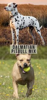 This dog can weigh 40 to 230+ pounds! Dalmatian Pitbull Mix Is The Pitmatian The Right Dog For You