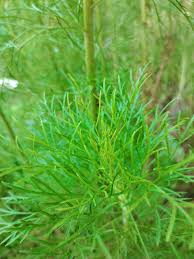 Check spelling or type a new query. à¸—à¸³à¹„à¸¡à¸„à¸™à¸‚à¸²à¸¢à¸– à¸‡à¹€à¸£ à¸¢à¸à¸œ à¸à¸Š à¸¥à¸²à¸§ The Little Oak Farm Facebook