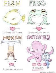 Heart Chambers Fish Frog Human Octopus School Funny Joke Heart Biology Humor Science Biology Science Memes