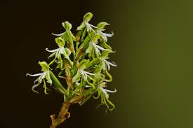 Image result for Bonatea