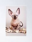 Sphynx Kittens For Sale [ Cheap] - Fast Delivery with no ...