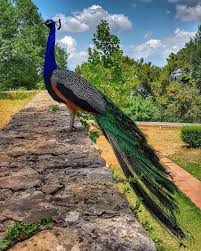 By Ilkin Babayigit Animals Peacock Bird