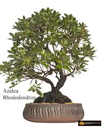 Azalea Rhododendron Flowering Bonsai Tree Jardinagem