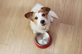 Check spelling or type a new query. How Technology Is Changing The Pet Care Industry