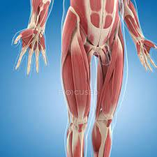 Select a human anatomy system to begin. Lower Body Musculature Human Anatomy Medicine Stock Photo 160169210