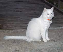 my turkish angora cat meon kitty mk felino