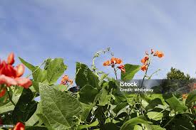 Image result for Phaseolus coccineus