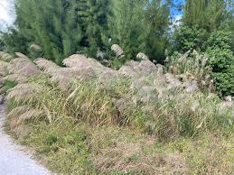 Image result for Neyraudia