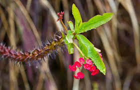 Image result for Euphorbia espinosa