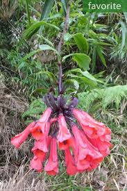 Image result for Embelia multiflora