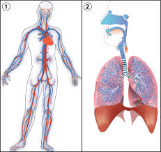 See more ideas about pulmonology, respiratory system, body systems. 10 3 The Circulatory And Respiratory Systems Lessons Blendspace