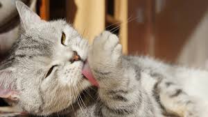 ‪Cat Grooming | How to Groom a Cat | Vets4Pets‬‏