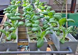 We did not find results for: Hydroponic Design Ideas App Store Data Revenue Download Estimates On Play Store
