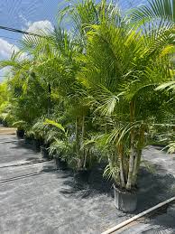 Image result for Dypsis