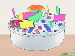 This video demonstrates how to make an animal cell model 3d for science exhibition project. 4 Ways To Make An Animal Cell For A Science Project Wikihow
