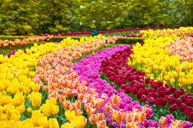 Check spelling or type a new query. Tulip Colorful Flowers Garden In Spring Background Pattern Or Stock Photo Picture And Royalty Free Image Image 93413947