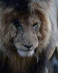 When you think of lions in the masai mara, one should. Real Life Badass Scar From Lion King 9gag